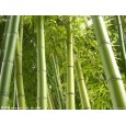 供應四川成都竹漿原紙/大軸紙/竹漿衛生紙成品批發代理;