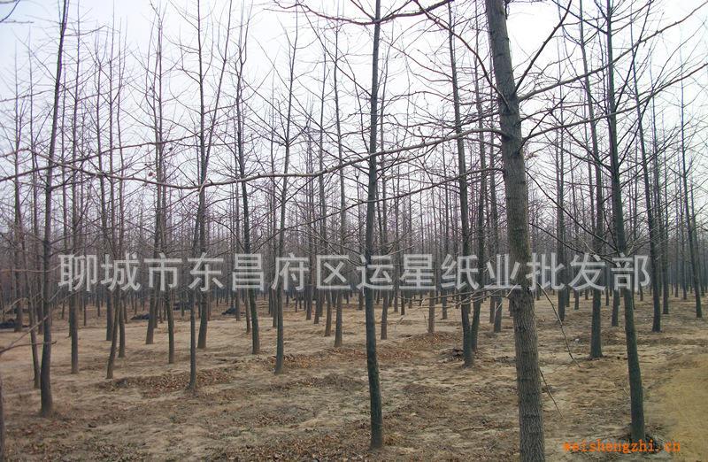 銀杏樹，白果樹，公孫樹，綠化苗木，優(yōu)質銀杏苗圃基地