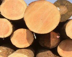 白俄羅斯木材業出口已較2015年實現翻倍