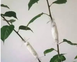 美國(guó)棉花行業(yè)推出信任守則——推動(dòng)可持續(xù)發(fā)展